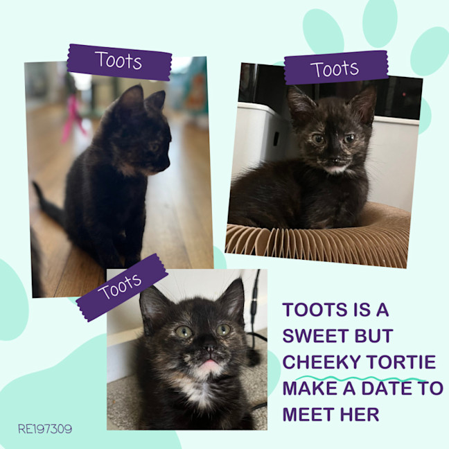 Photo of Toots