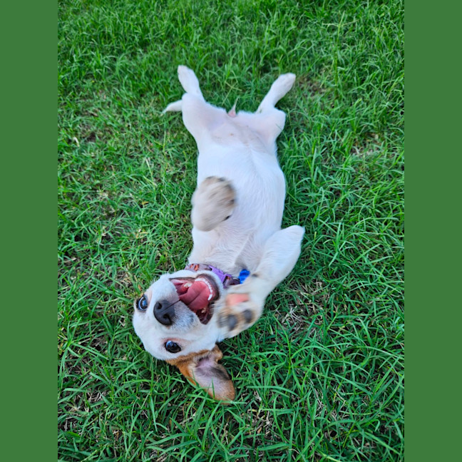 Photo of Sassi   10 Week Old Jack Russell X Fox Terrier