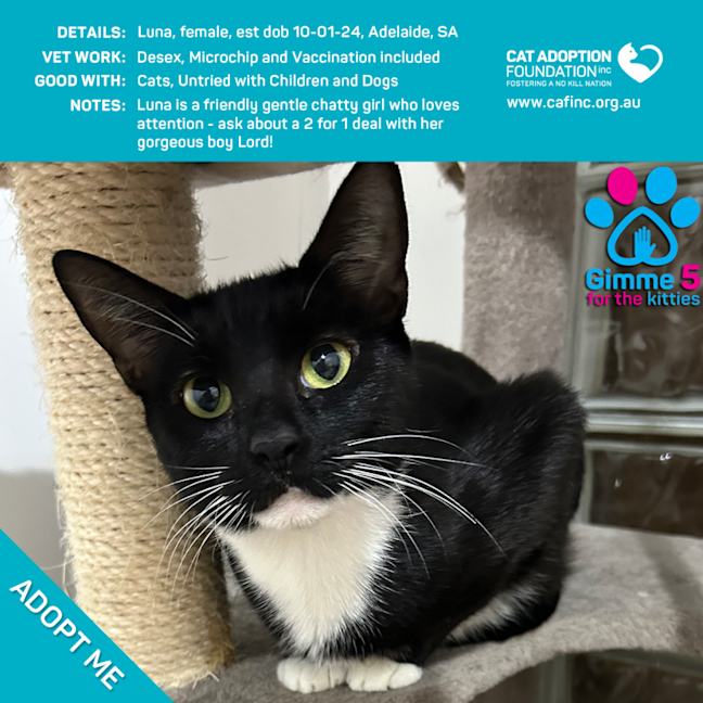 Photo of Luna Only $50 Limited Time!