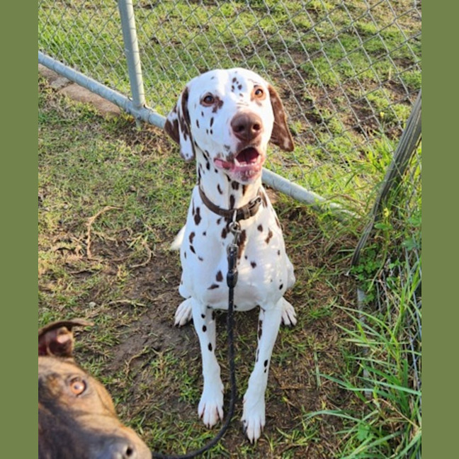 Photo of Harley (59836)