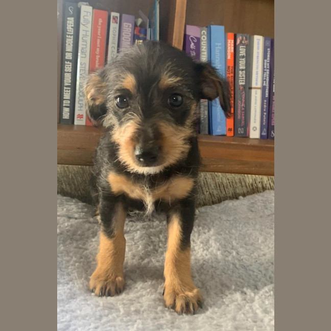 Photo of Daisy