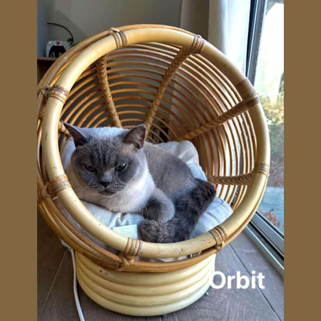 Photo of Orbit