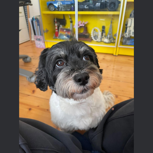 Photo of Rosie