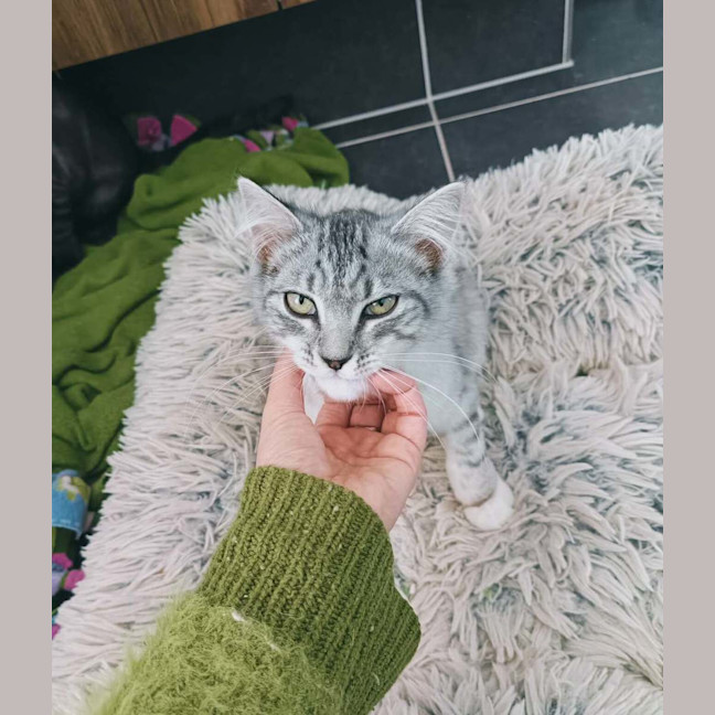 Photo of Judy Garland