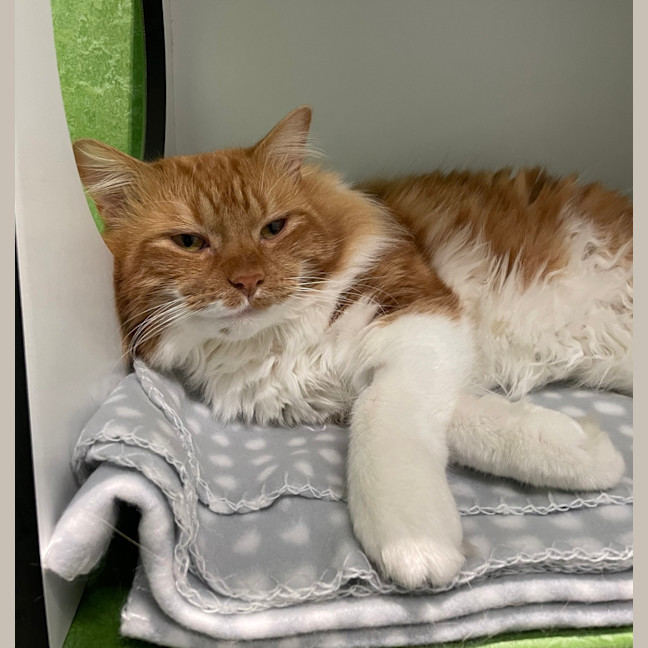 Photo of Mr Ginger (Pre.Solar Flare)