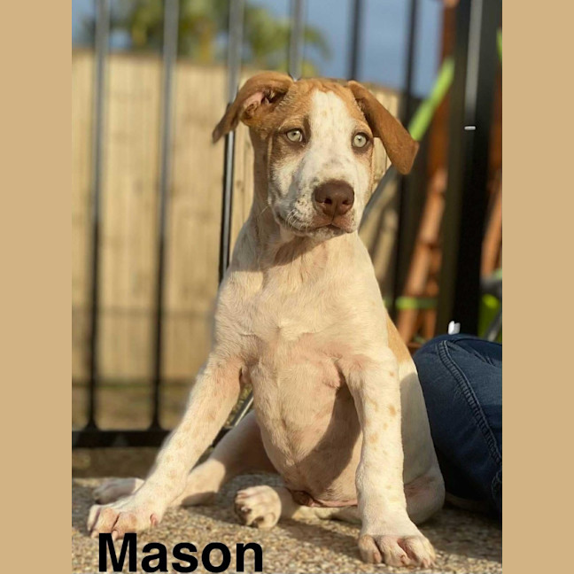 Photo of Mason