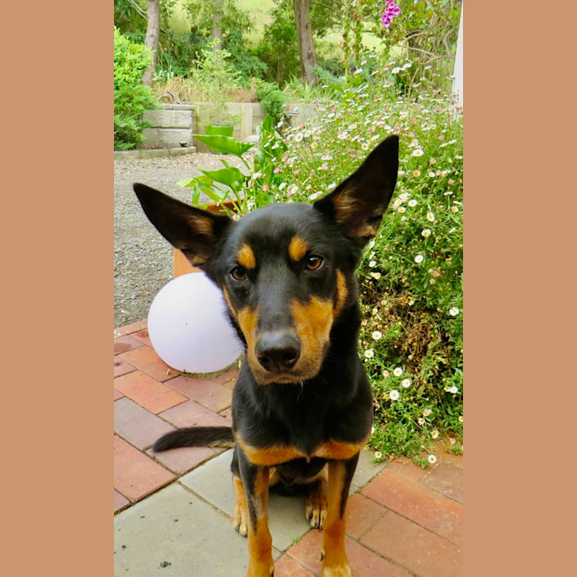Photo of Rex