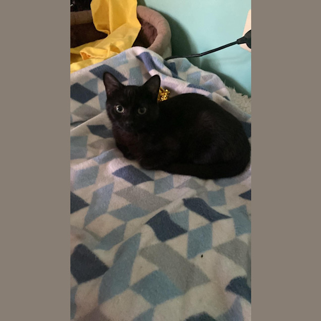 Photo of Enzo 