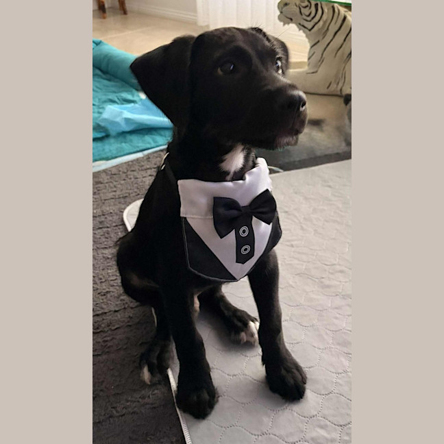 Photo of Petey