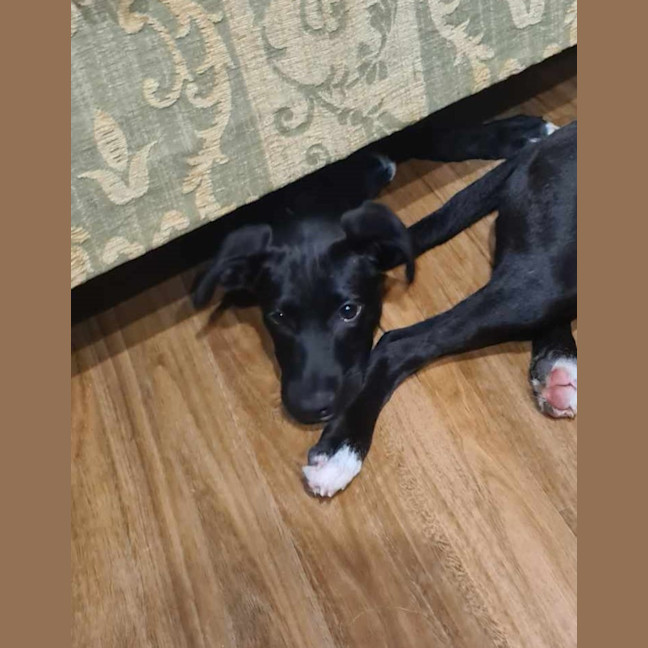 Photo of Bandit