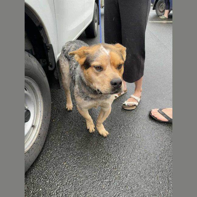 Photo of Oscar *$150 Adoption Fee*