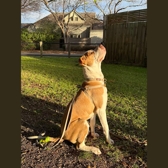Photo of Kneazle