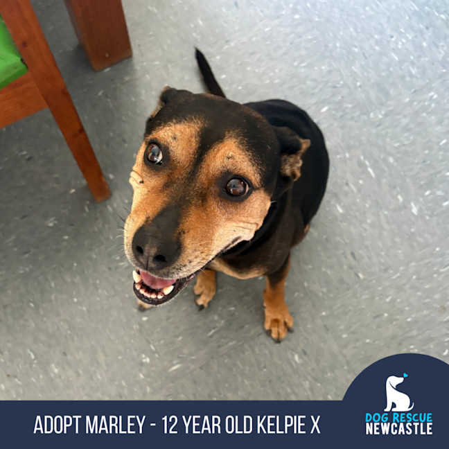 Photo of Marley   12 Year Old Kelpie X