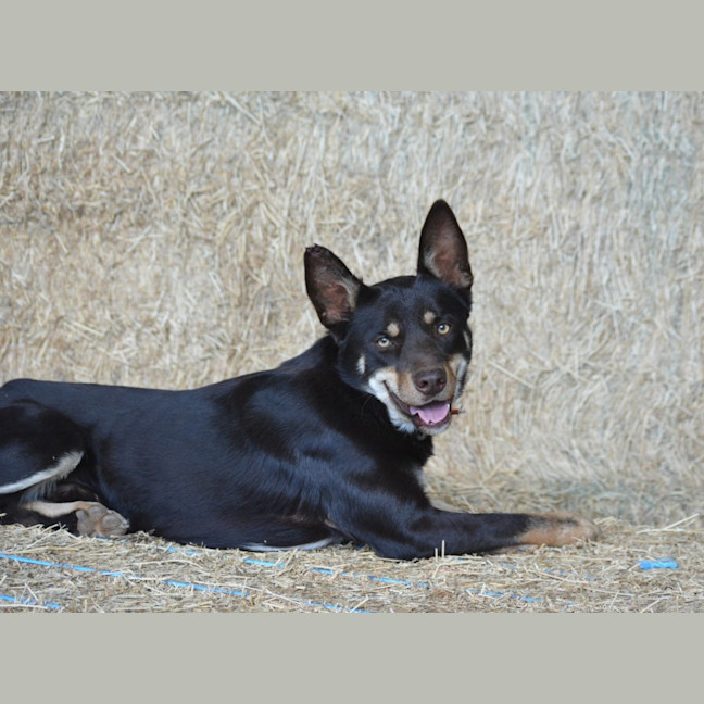 Photo of Rex