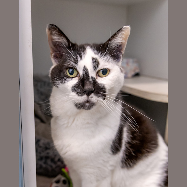 Photo of Muffin Face 