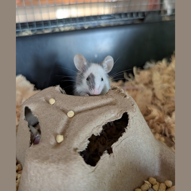 Photo of Possum / Gracie / Spot