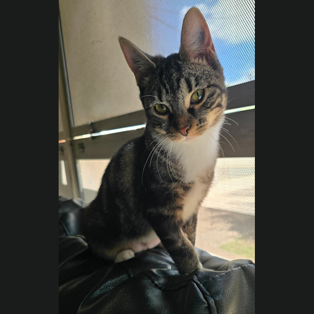 Photo of Suki