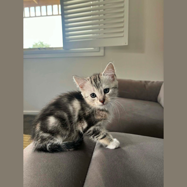 Photo of Cleo Meet Me@Petstock Carrum Downs Store