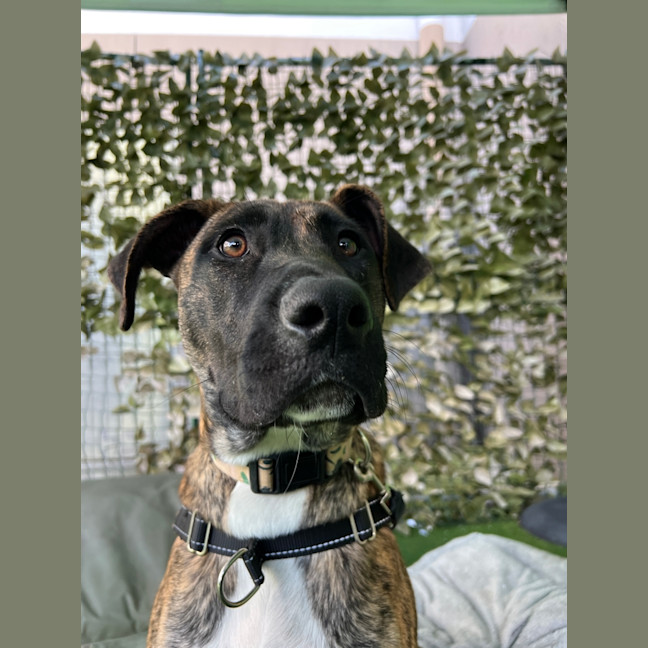 Photo of Indie