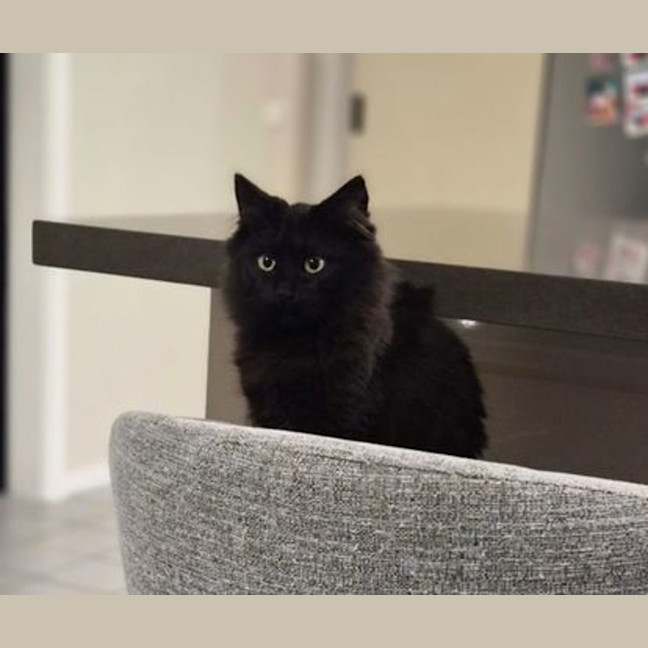 Photo of Midnight