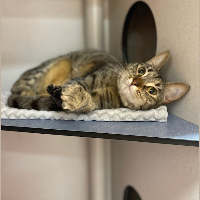 Photo of Saffron