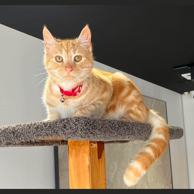 Photo of Oscar