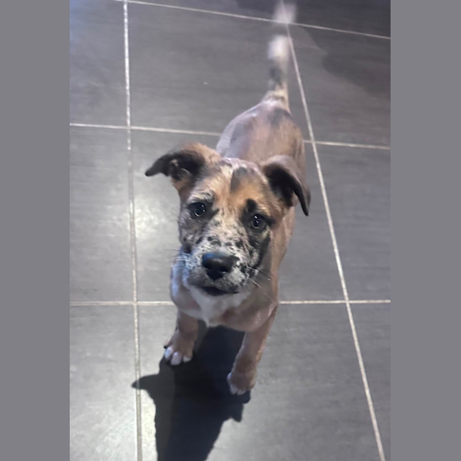 Photo of Dottie 