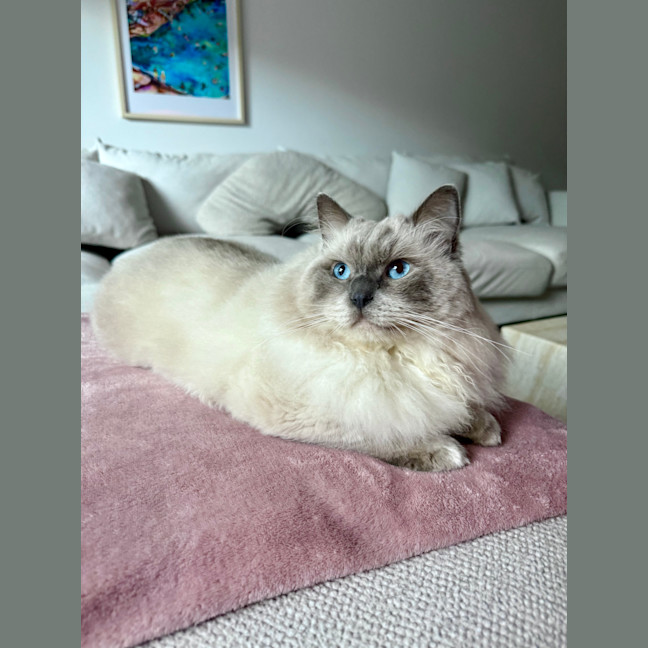 Photo of Tofu