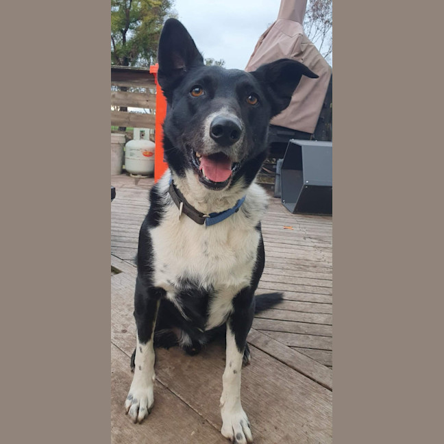 Photo of Buddy