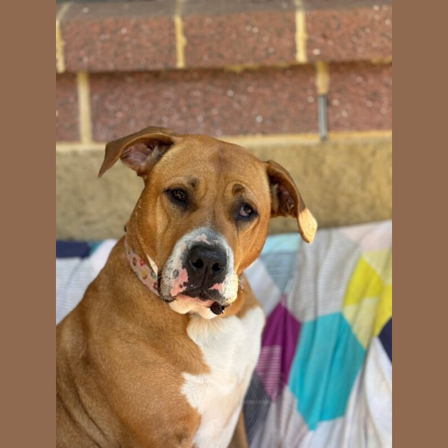 Photo of Honey