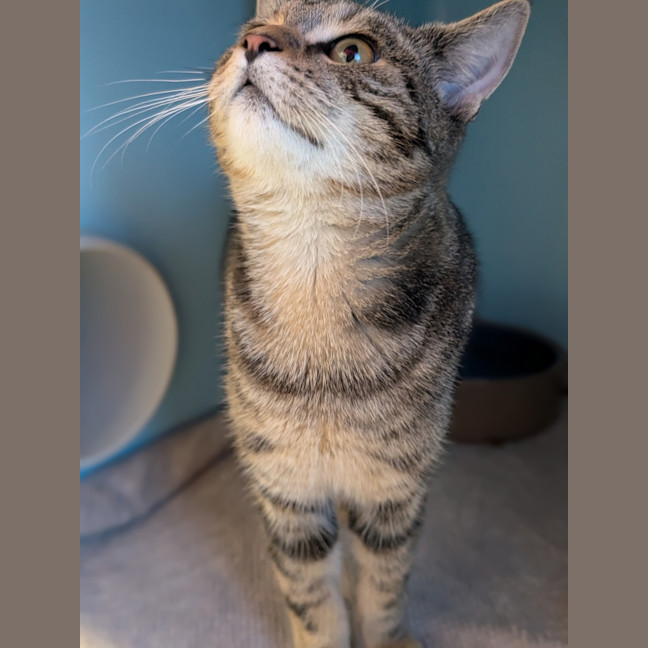 Photo of Tonka
