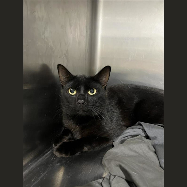 Photo of Homer (With Marge)