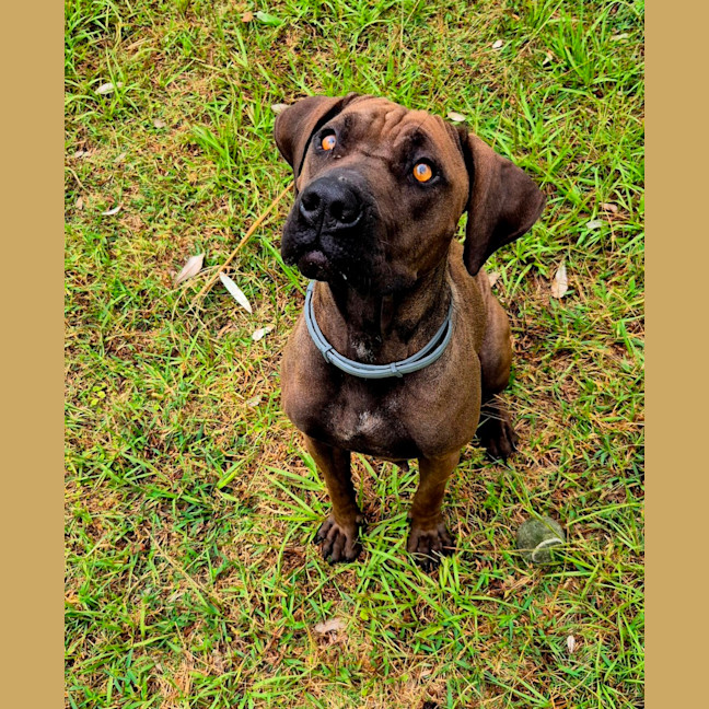 Photo of Lil' Moo (9038)