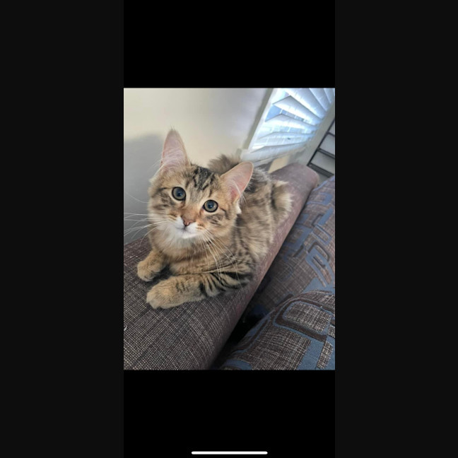 Photo of Kingston Meet Me@Petstock Chelsea Store 