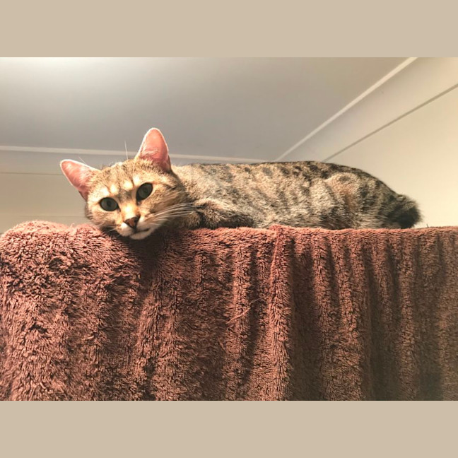 Photo of Max And Bunny (Bonded Pair)