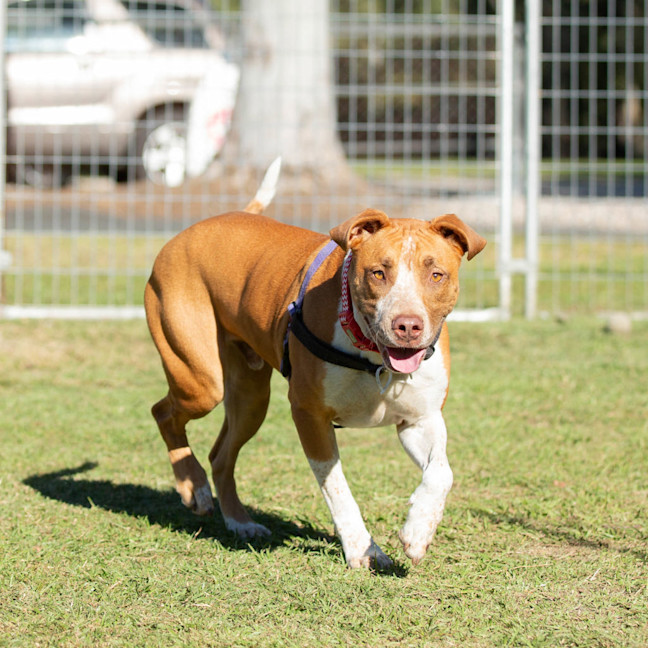 Photo of Buddy