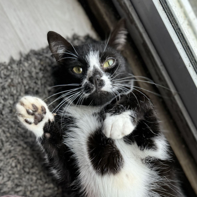 Photo of Smudge   1.5 Year Old Domestic Short Hair