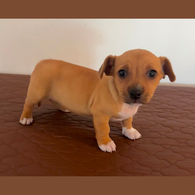 Photo of Crystal & Echo