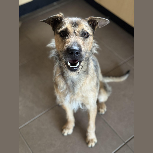 Photo of Noah *$250 Adoption Fee*