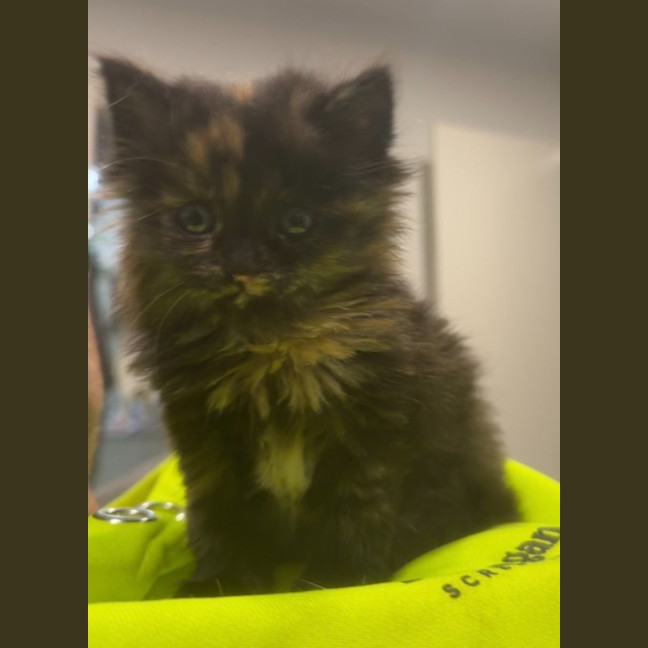 Photo of Muffin