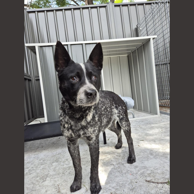 Photo of Snowy! ❄️