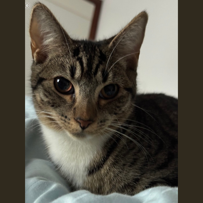 Photo of Ziggy