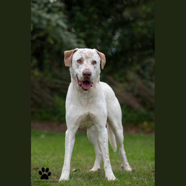Photo of Bandit