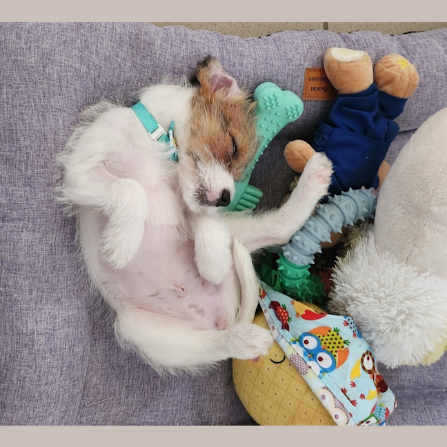 Photo of Tinkerbell Aka Tink