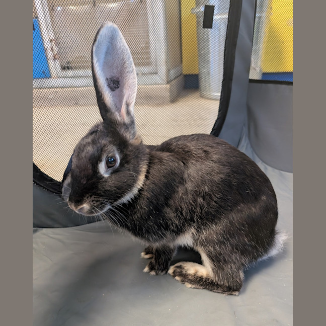 Photo of Willow