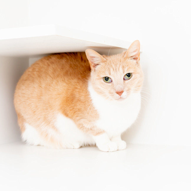 Photo of Lemon
