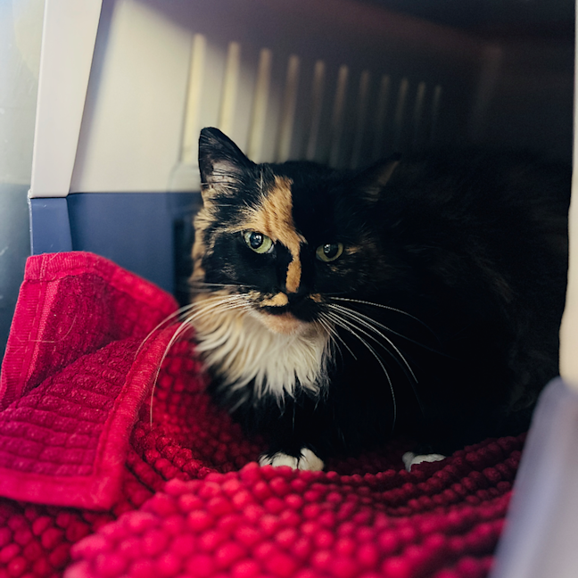 Photo of Bella