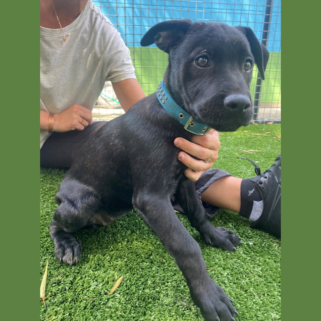 Photo of D1063 Peppa