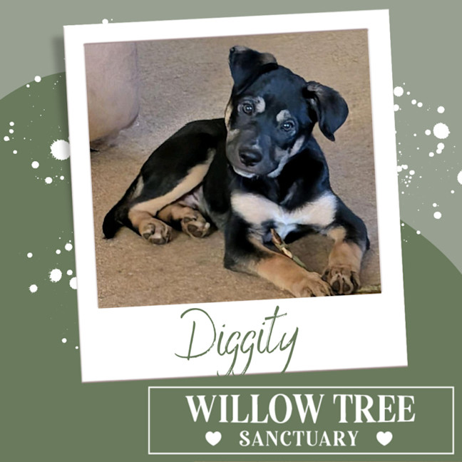 Photo of Diggity