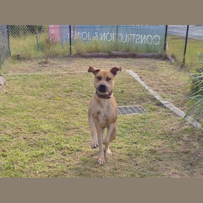 Photo of Tookie (9950)